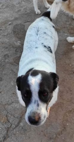 Cucciolone da sogno cerca ancora casa - Foto 6