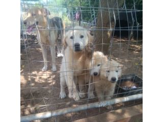 Cuccioli meticci cercano casa
