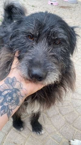 Barbetto spinone cerca famiglia