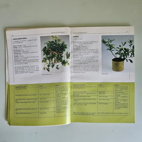 Verde in Casa - P.A.Bragato - Mondadori - 1990 - TRACCIATA!! - Foto 4