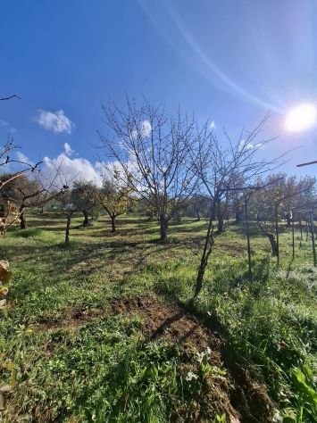 TERRENO AGRICOLO IN VENDITA Palombara Sabina (RM) - - Foto 3
