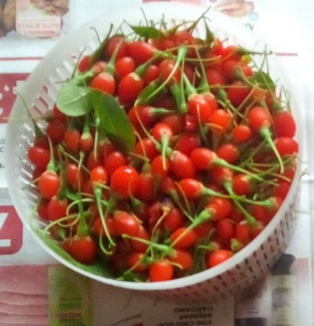 Bacche di Goji fresche biologiche – raccolta giornaliera - Foto 2