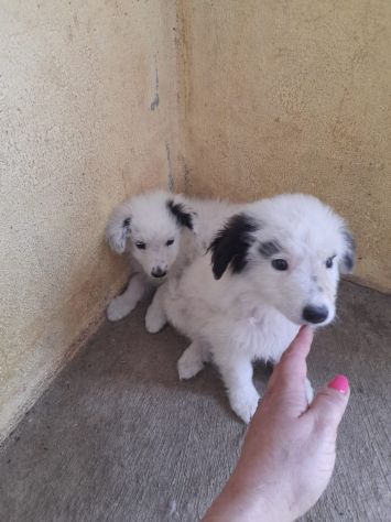 CUCCIOLI 2 MESI TAGLIA MEDIA IN CANILE - Foto 8