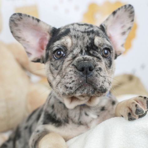 Bouledogue francese - french bulldog