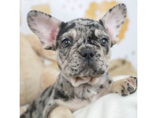 Bouledogue francese - french bulldog