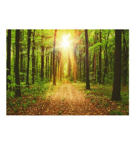 Fotomurale Adesivo Nel Viale Della Foresta Arredalacasa - Foto 2