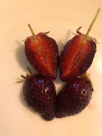 Fragola scura rifiorente - Foto 3
