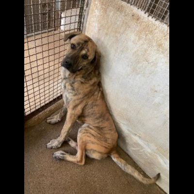 ZEUS SPLENDIDO DERIVATO CORSO, CANE IN ADOZIONE