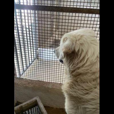 OMAR ADORABILE CUORE DI PANNA CANE IN ADOZIONE - Foto 7