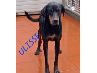 ULISSE UN MIRACOLO D'AMORE CANE IN ADOZIONE