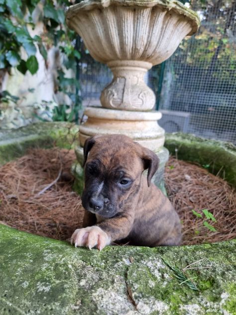 Allevamento Amstaff Pedigree ENCI - Foto 3