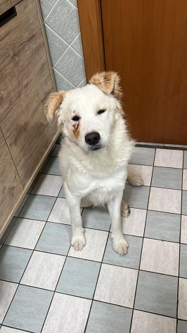 Rocco 2anni bellissimo SOS SICILIA - Foto 6