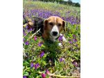 Penny beagle taglia piccola 10 kg