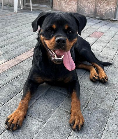 LESLIE BELLISSIMA ROTTWEILER - Foto 8