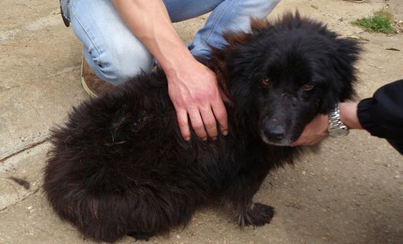BELLINA, docile cagnolina in cerca di casa - Foto 2