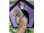 Cucciola di gatto scottish fold