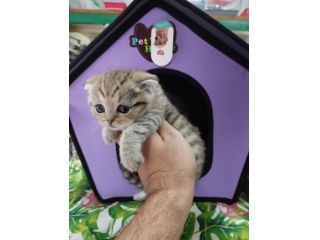 Cucciola di gatto scottish fold