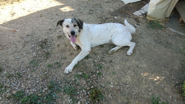 LEON, bellissimo cucciolone - Foto 3