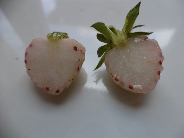 FRAGOLA BIANCA ANANAS - Foto 5