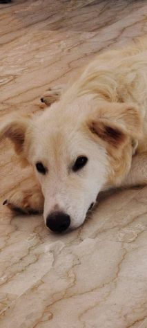 Egidia cucciola - Foto 4