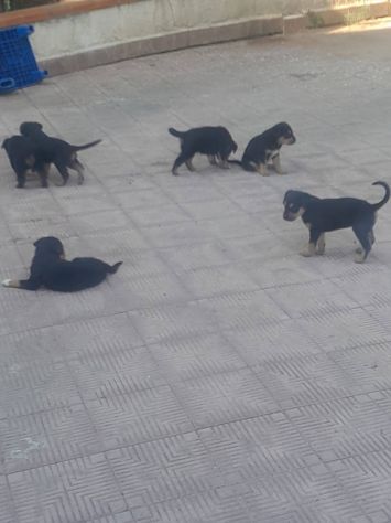 REGALO CUCCIOLI INCROCIO ROTTWEILER PASTORE