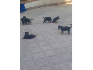 REGALO CUCCIOLI INCROCIO ROTTWEILER PASTORE