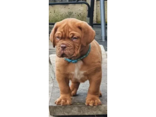 Cuccioli dogue de bordeaux