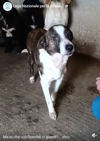 MOLLY, CERCA COCCOLE E ATTENZIONI, CAGNOLINA IN ADOZIONE, TAGLIA MEDIO PICCOLA - Foto 4