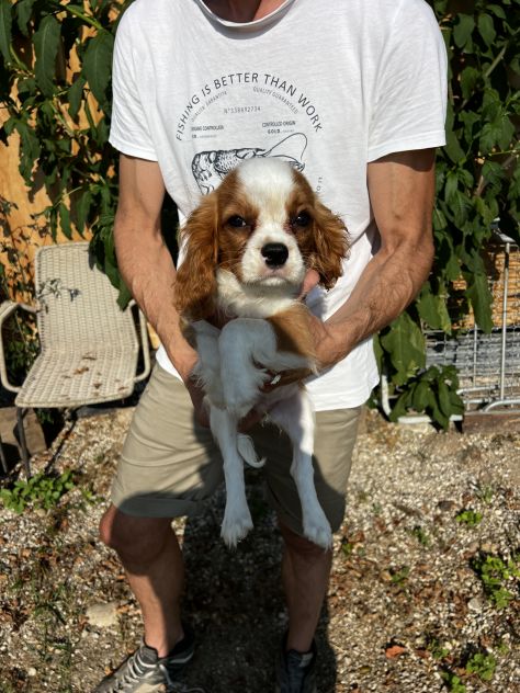 Cucciolo Maschietto Cavalier King Charles Spaniel - Foto 5