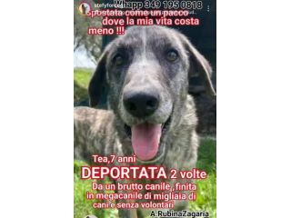 TEA TIMIDA CAGNOLINA IN ADOZIONE