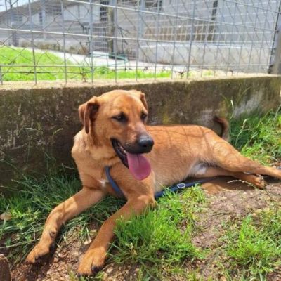 MATTIA DOLCE E GIOVIALE CAGNOLINO IN ADOZIONE - Foto 8