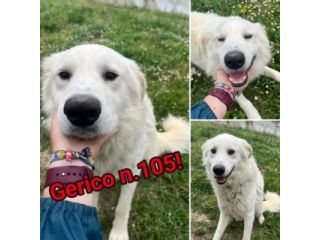 GERICO UNA MERAVIGLIA IN GABBIA CANE IN ADOZIONE