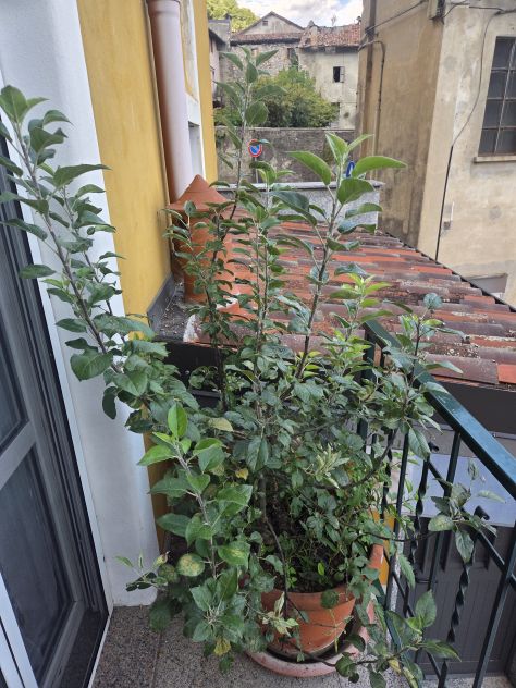 Albero di melo. Altezza circa 190 cm . Con vaso da 60 cm.