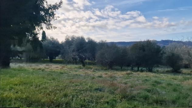 TERRENO AGRICOLO di 10000 mq (CAMAIORE - pieve di camaiore) rif. 1001 - Foto 9
