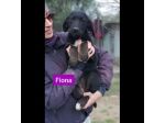CUCCIOLI IN ADOZIONE