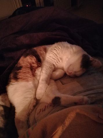 CAT SITTER - Foto 4