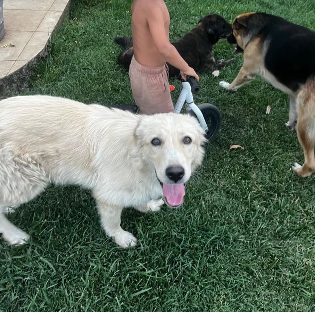 MABEL, 1 ANNO, CHIUSA IN UN TERRENO DOPO LE MINACCE DI AVVELENAMENTO - Foto 4