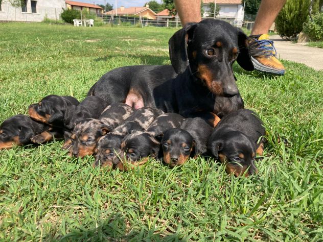 Cuccioli di Bassotto - Foto 3