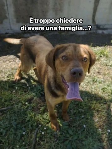LENNON UNA DOLCEZZA DA SALVARE CANE IN ADOZIONE - Foto 8
