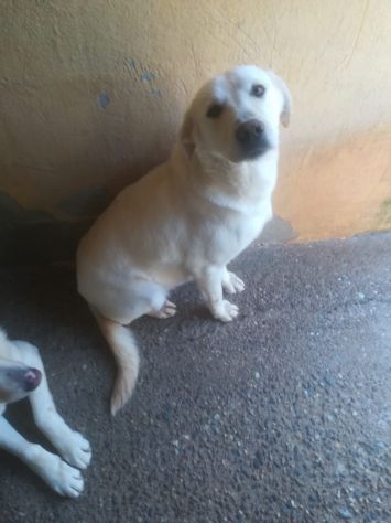 KIM SIMIL LABRADOR 2 ANNI - Foto 5