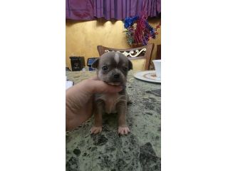 Chihuahua