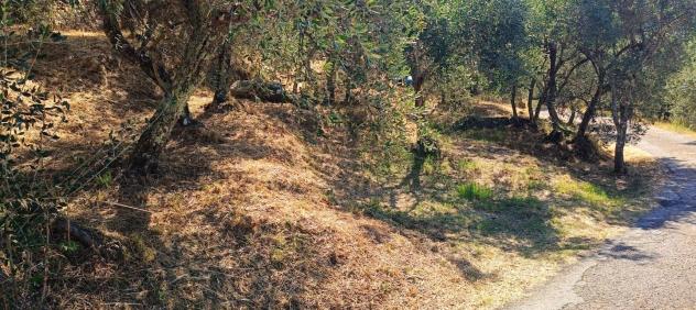 Terreno agricolo in vendita a Calci 7500 mq Rif: 1338268 - Foto 6