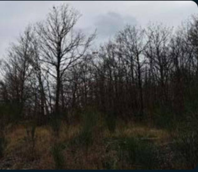 Immobile in asta di 195140 m² in vendita a Piancastagnaio - Foto 5