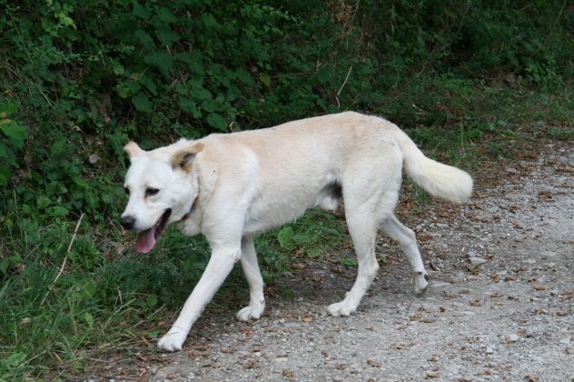 LINO, un vero gentledog coccolone - Foto 4