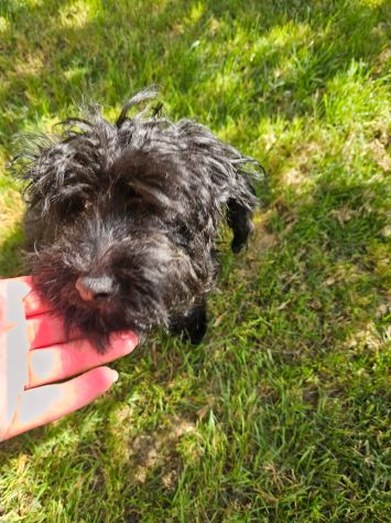 Bibi: barboncino Toy 5 mesi socievole - Foto 4