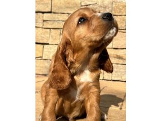 Cucciolo Coccer Spaniel maschio fulvo 3 mesi