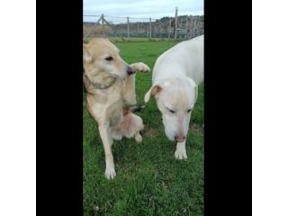 CALLAS DELIZIOSA CAGNOLINA IN ADOZIONE