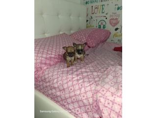 Chihuahua Toy mini
