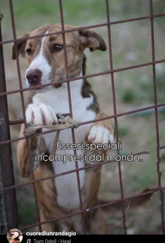 MACCHIA UNA NUOVA VITA PER LEI CAGNOLINA IN ADOZIONE - Foto 4