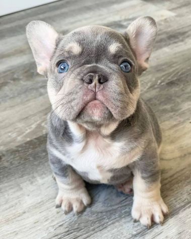 BULLDOG FRANCESE CUCCIOLI BLU TAN - Pag. agevolato